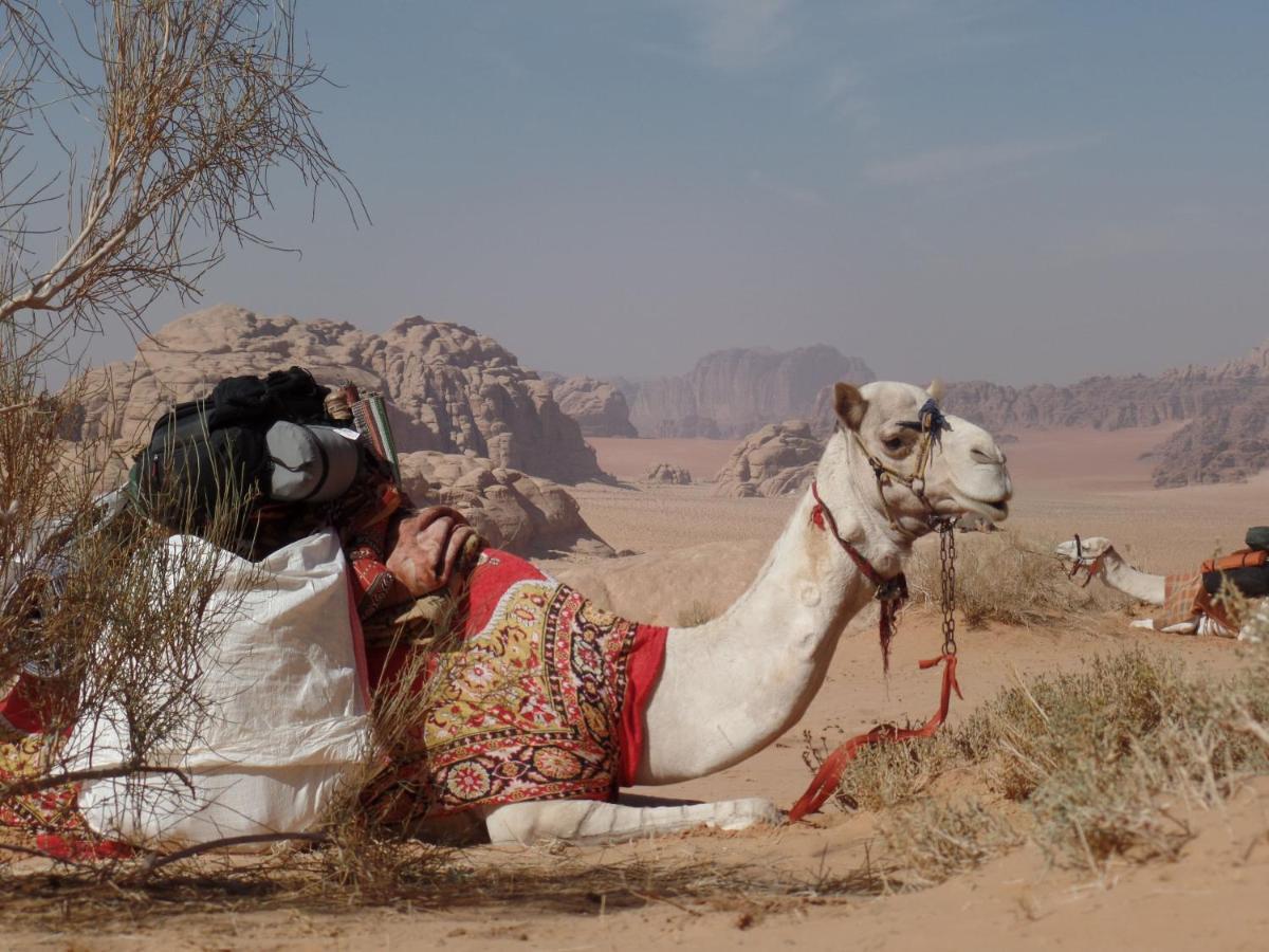 Wild Of Wadi Rum Hotel Exterior foto