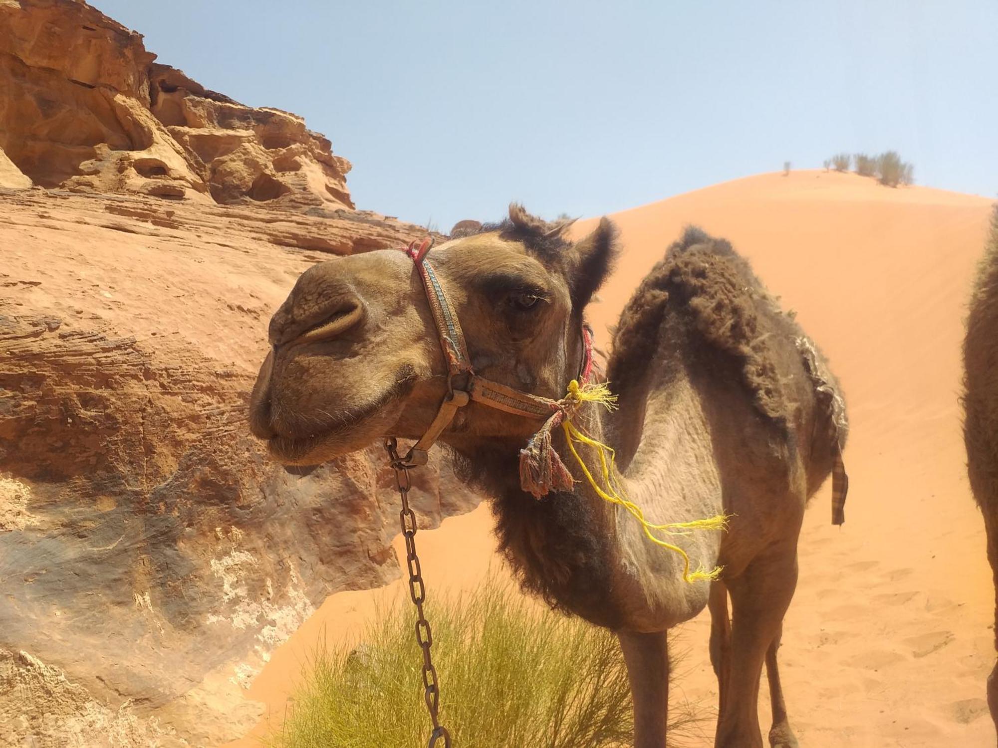 Wild Of Wadi Rum Hotel Exterior foto